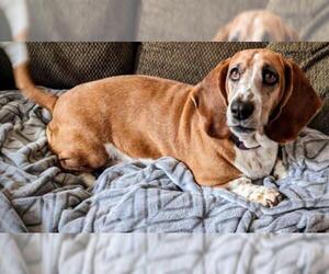 Basset Hound Dogs for adoption in Pembroke, GA, USA