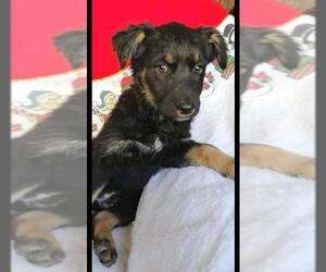 Shepradors Dogs for adoption in San Diego, CA, USA