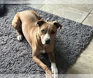Labrador Retriever-Unknown Mix Dogs for adoption in Aurora, CO, USA