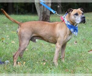 Bullboxer Pit Dogs for adoption in Morton Grove, IL, USA
