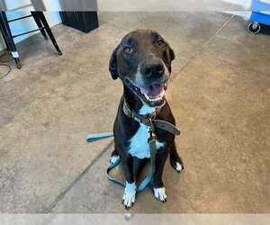 Great Dane-Unknown Mix Dogs for adoption in Tavares, FL, USA