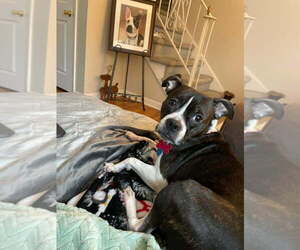 Boglen Terrier Dogs for adoption in Caldwell, NJ, USA