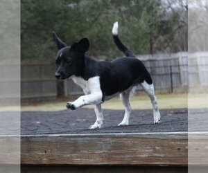Jack-Rat Terrier Dogs for adoption in Wakefield, RI, USA