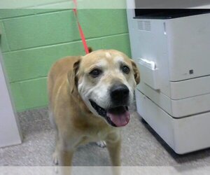Medium Photo #1 Labrador Retriever-Unknown Mix Puppy For Sale in Murfreesboro, TN, USA
