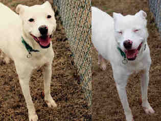 Boxador Dogs for adoption in Norman, OK, USA
