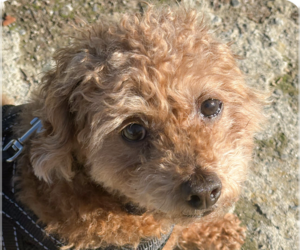 Poodle (Miniature)-Unknown Mix Dogs for adoption in San Ramon, CA, USA