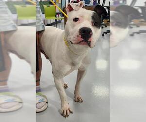American Pit Bull Terrier Dogs for adoption in Temple, TX, USA