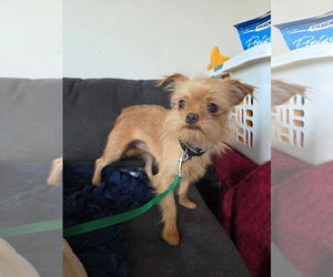 Chihuahua-Unknown Mix Dogs for adoption in New London, WI, USA