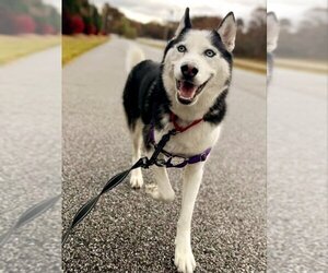 Siberian Husky-Unknown Mix Dogs for adoption in Severn, MD, USA