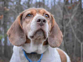 Beagle Dogs for adoption in Pittsburgh, PA, USA