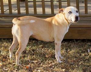 American Pit Bull Terrier Dogs for adoption in Lebanon, TN, USA