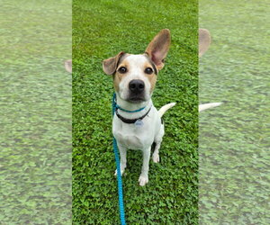 Mutt Dogs for adoption in Rockaway, NJ, USA