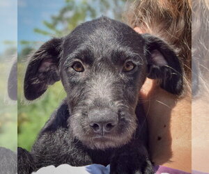 Irish Wolfhound-Unknown Mix Dogs for adoption in Huntley, IL, USA