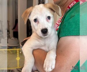 Labrador Retriever-Unknown Mix Dogs for adoption in Washington, DC, USA