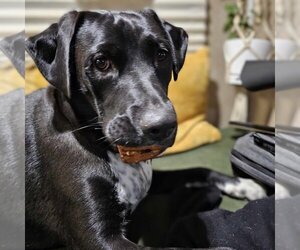 Mastador Dogs for adoption in Vail, AZ, USA