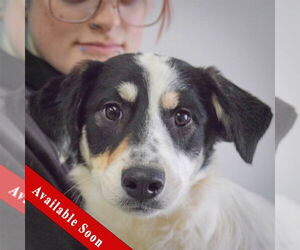 Labrenees Dogs for adoption in Huntley, IL, USA