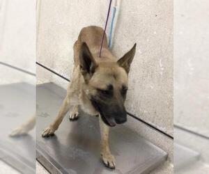 German Shepherd Dog Dogs for adoption in Riverside, CA, USA