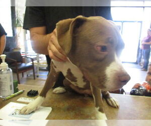 Boxer Dogs for adoption in Ocala, FL, USA