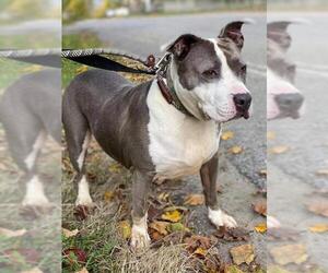 Bulldog Dogs for adoption in Whitestone, NY, USA