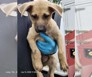 Labrador Retriever Dogs for adoption in San Antonio, TX, USA
