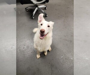 Siberian Husky-Unknown Mix Dogs for adoption in Corpus Christi, TX, USA