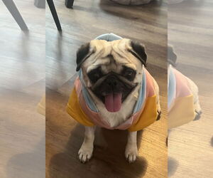 Pug Dogs for adoption in Elizabeth City, NC, USA