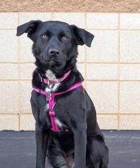 Small Labrador Retriever Mix