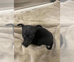 Chihuahua Dogs for adoption in Denver, CO, USA