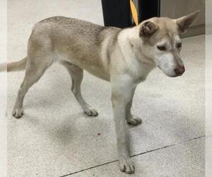 Siberian Husky-Unknown Mix Dogs for adoption in Riverside, CA, USA
