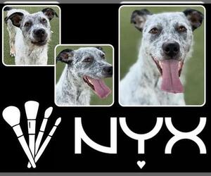 Mutt Dogs for adoption in Pearland, TX, USA