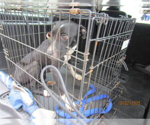 American Pit Bull Terrier Dogs for adoption in Ocala, FL, USA