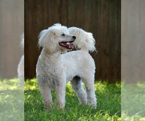 Cockapoo Dogs for adoption in Abilene, TX, USA
