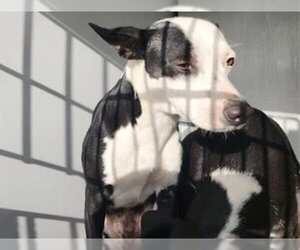 Staffordshire Bull Terrier-Unknown Mix Dogs for adoption in Houston, TX, USA