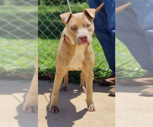 American Pit Bull Terrier-Unknown Mix Dogs for adoption in Talladega, AL, USA