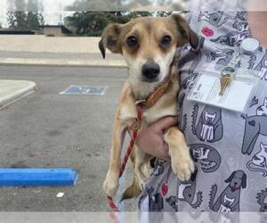 Chion Dogs for adoption in Upland, CA, USA