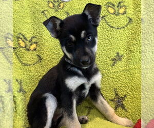 Mutt Dogs for adoption in Fargo, ND, USA