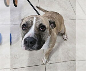 Mutt Dogs for adoption in Temple, TX, USA