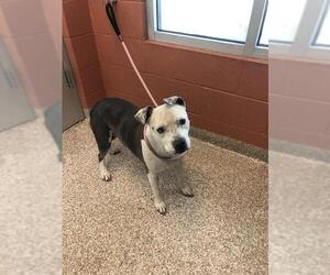 American Pit Bull Terrier Dogs for adoption in Pueblo, CO, USA