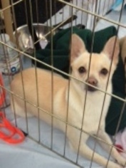 Chihuahua Dogs for adoption in Federal Way, WA, USA