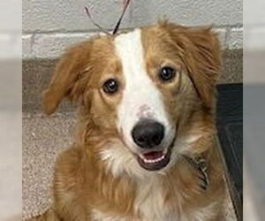 Australian Shepherd-Collie Mix Dogs for adoption in Canton, CT, USA