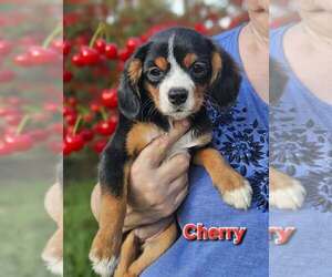 Cavalier King Charles Spaniel-Unknown Mix Dogs for adoption in Wakefield, RI, USA