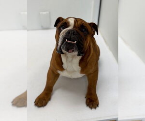 Bulldog Dogs for adoption in Great Bend, KS, USA