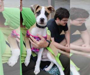 Mutt Dogs for adoption in Holly Springs, NC, USA