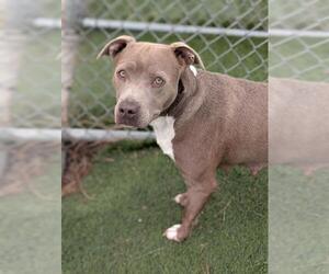 Mutt Dogs for adoption in Downey, CA, USA