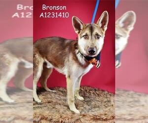 - Mix Dogs for adoption in Bakersfield, CA, USA