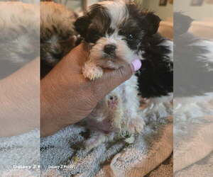 Maltese-Unknown Mix Dogs for adoption in springfield, VA, USA