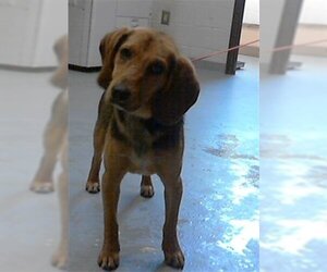 Beagle-Unknown Mix Dogs for adoption in Fayetteville, NC, USA