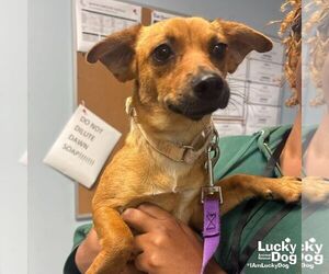 Chiweenie Dogs for adoption in Washington, DC, USA