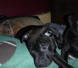 Labrador Retriever Dogs for adoption in Hockessin, DE, USA