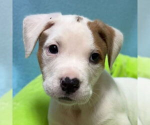 Mutt Dogs for adoption in Jefferson, WI, USA